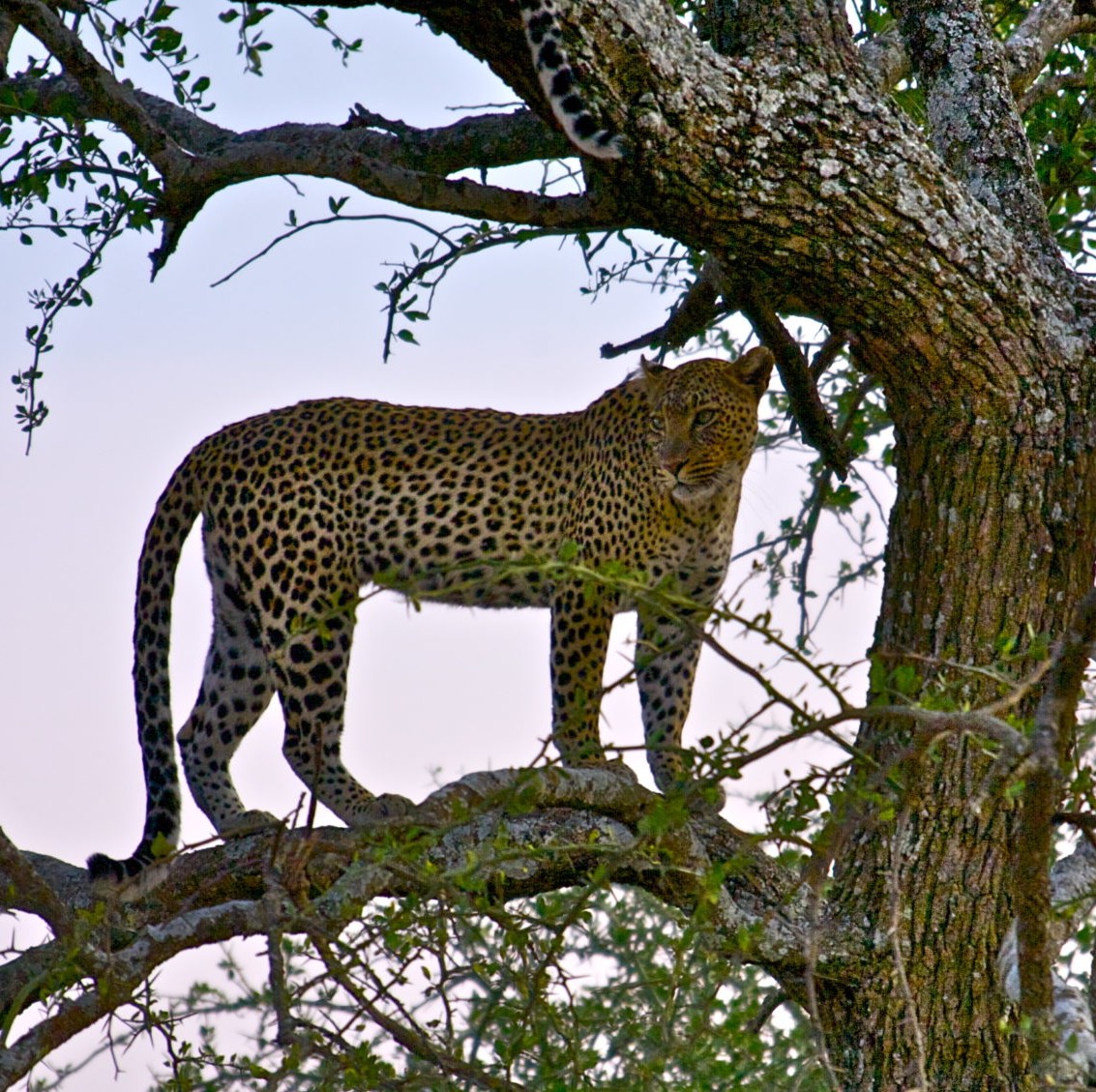 Cheetah on a tree in Ngorongoro National park Tanzania