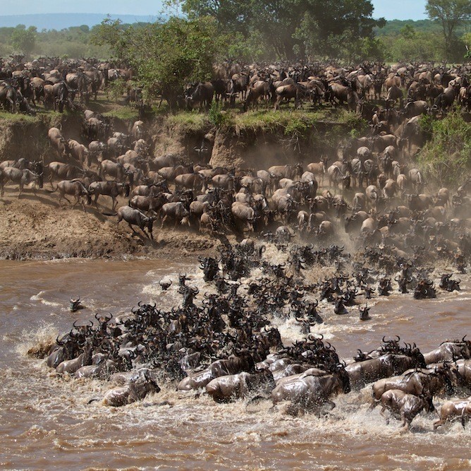 Wildebeest migration in Serengeti National Park Tanzania