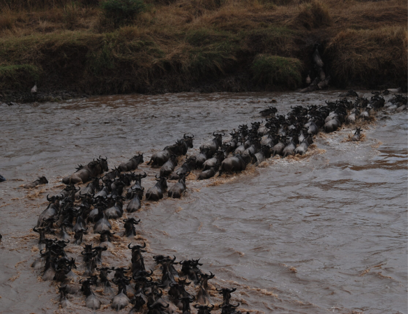 Ngorongoro Conservation Area